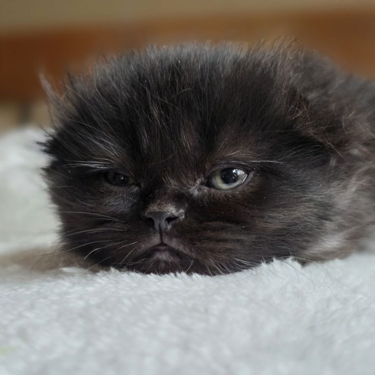 Scottish Fold longhair male kitten for sale USA