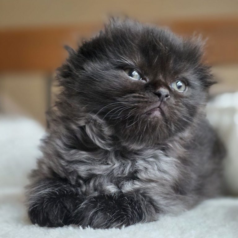 BestOfTheBest Scottish Fold longhair male kitten