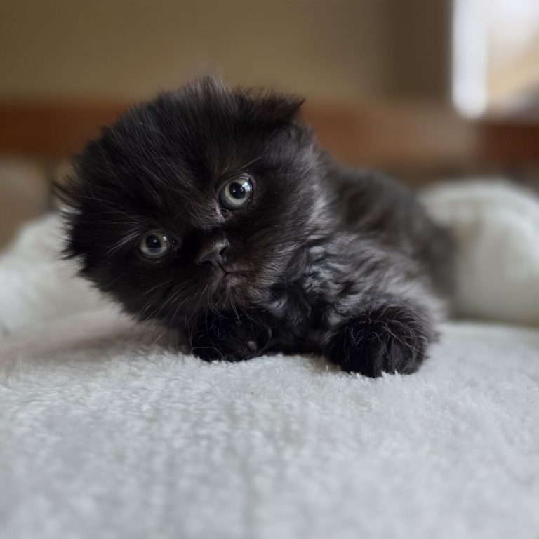 Scottish Fold longhair male kitten Best Of The Best USA