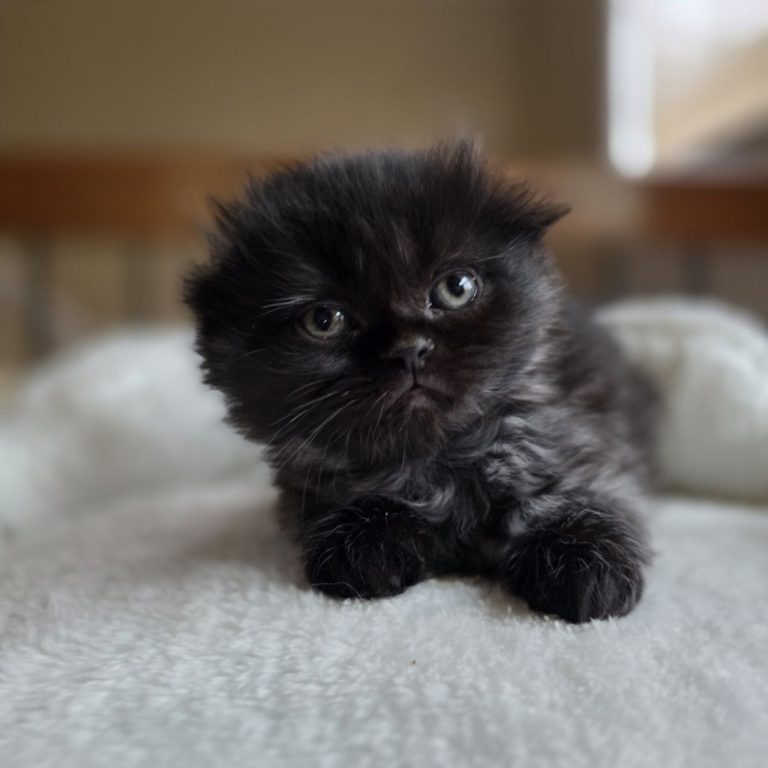 Scottish Fold longhair male kitten from Best Of The Best cattery